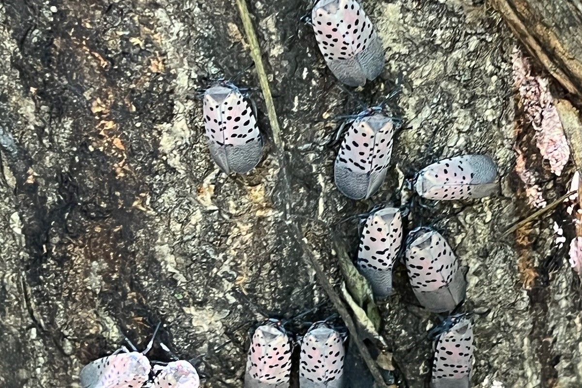 Hold after discovered egg masses of the lantern fly