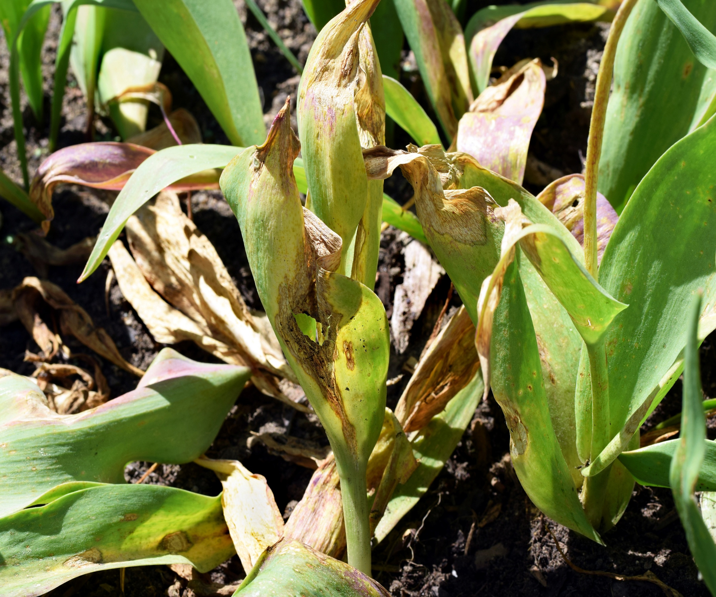 Tulplants that show the competition traces of the mushroom disease Tulpfeuer