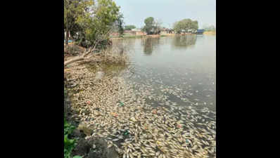 Increase numerous dead fish in the Kanpur pond stink