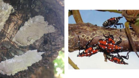 Spotted Lanternfly continues his infestation of Virginia