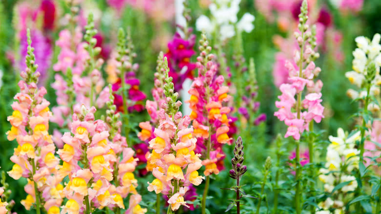 Multi -colored snapdragons in the garden