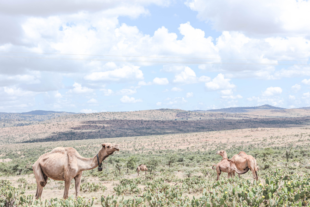 In the shadow of Mount Nyiro