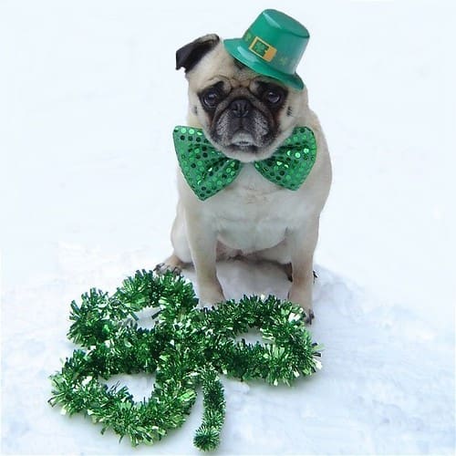 Boulder St. Patrick's Day becomes green: a sustainable celebration guide | About Boulder County Colorado