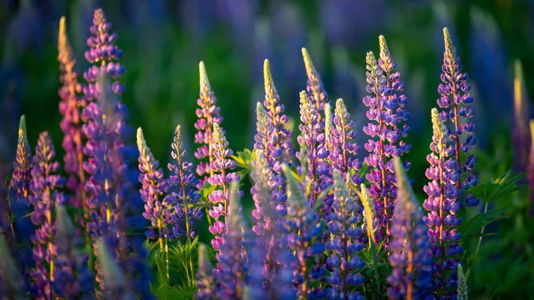 Lila Lupin at sunset