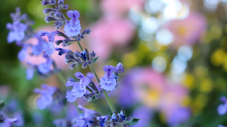 Blue catmint in the foreground with blurred flowers in the background