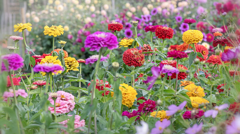 A field of multicolored tin