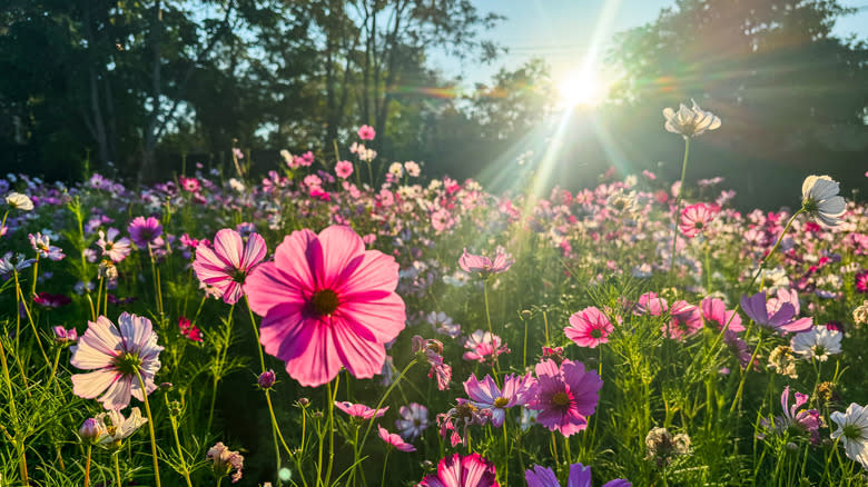 A field made of pink and white cosmos at sunrise