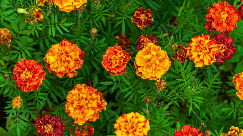 Orange, red and yellow marigold with green leaves