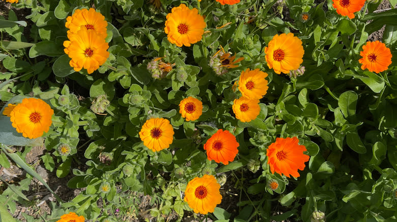 Orange calendula in the garden