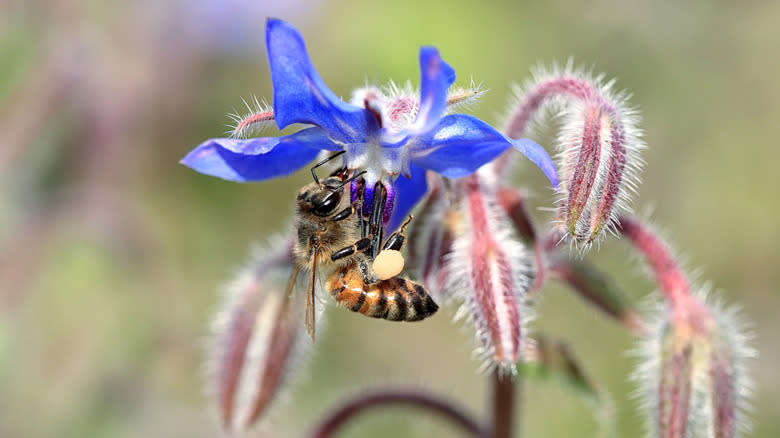 A bee drinks from a burage blower