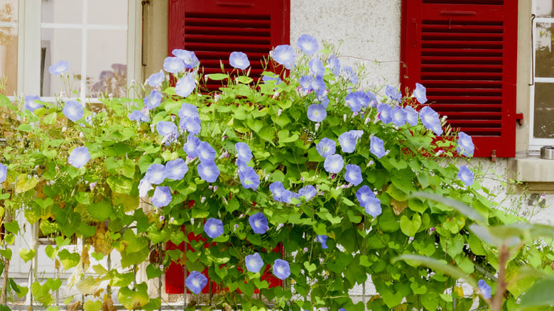 Blue morning glow that grow on a balcony railing