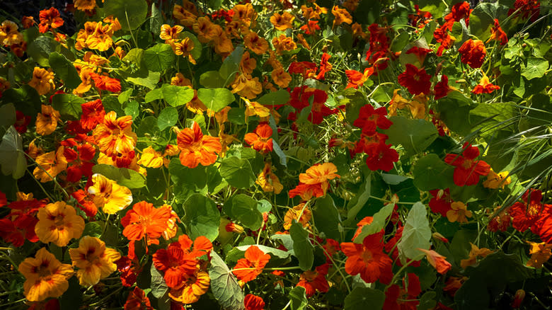 Spread red, orange and yellow capship that spread along a fence