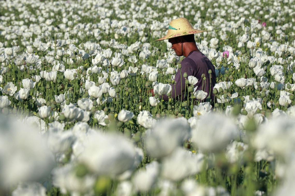 The opium farm kits Wurzel in Myanmar's war landscape