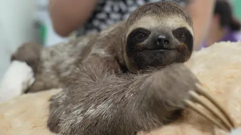 BBC / Paulo Koba A sloth looks directly into the camera, with three long claws on a paw in the foreground