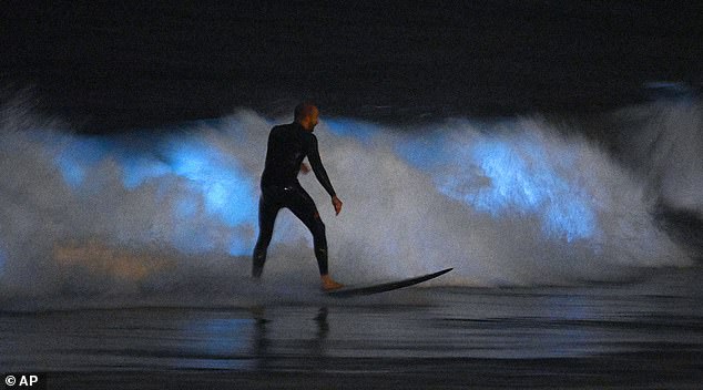 A surfer drives a wave, while the Bioluminescence Planton is shining around him on April 30, 2020 in Newport Beach around it