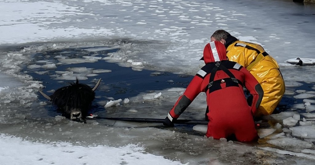 Firefighters save Yak in front of Frozen Pond in Evergreen Memorial Park