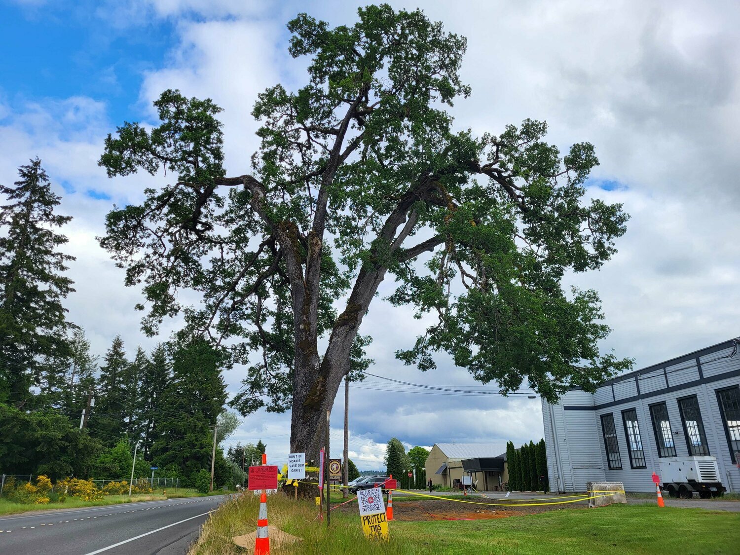 Tumwater officials now want to save a historic oak tree