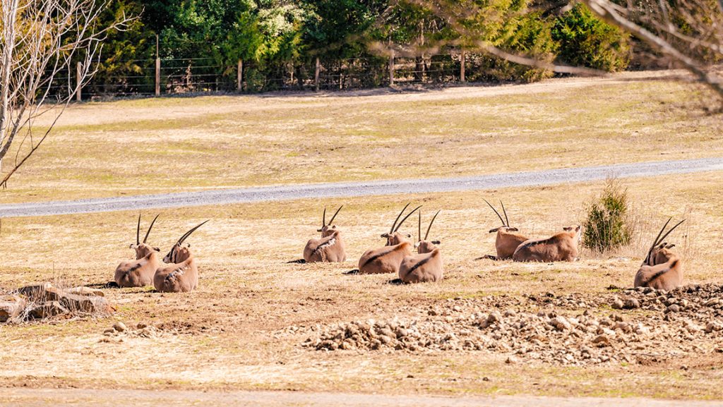Waterbuck lazy in the North Carolina Zoo.