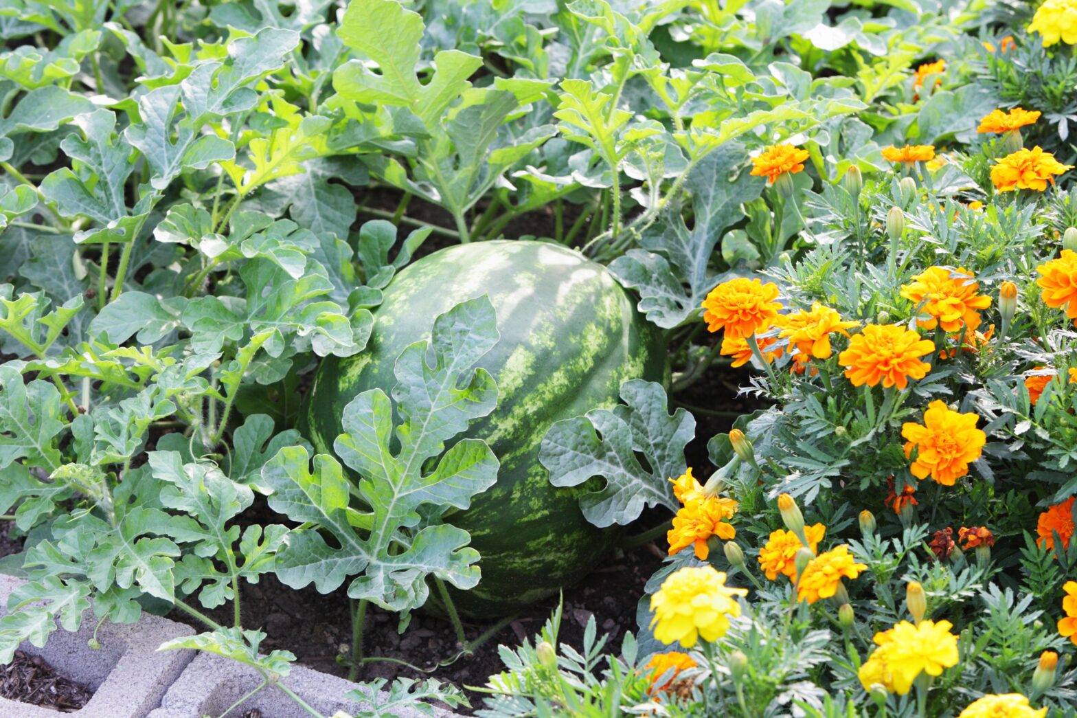 10 Watermelon accompanying plants to increase their harvest (plus 3 to avoid)