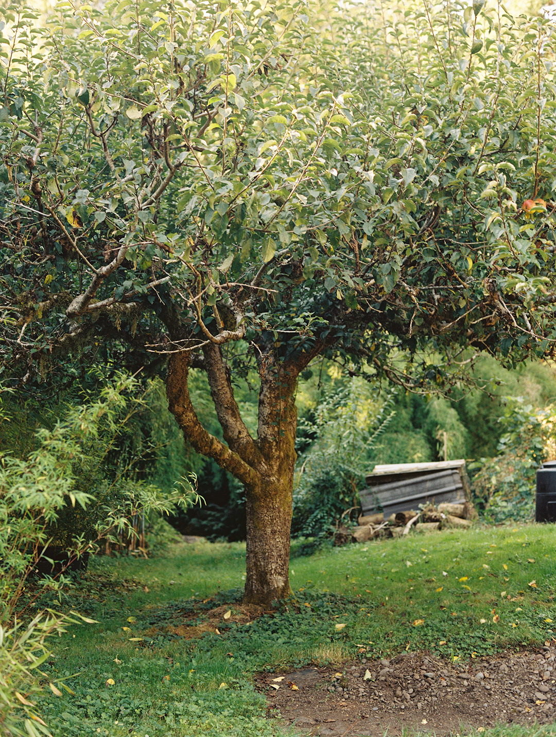 Tree in the garden