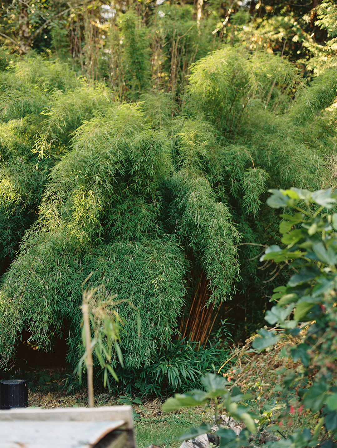 Bamboo in the garden