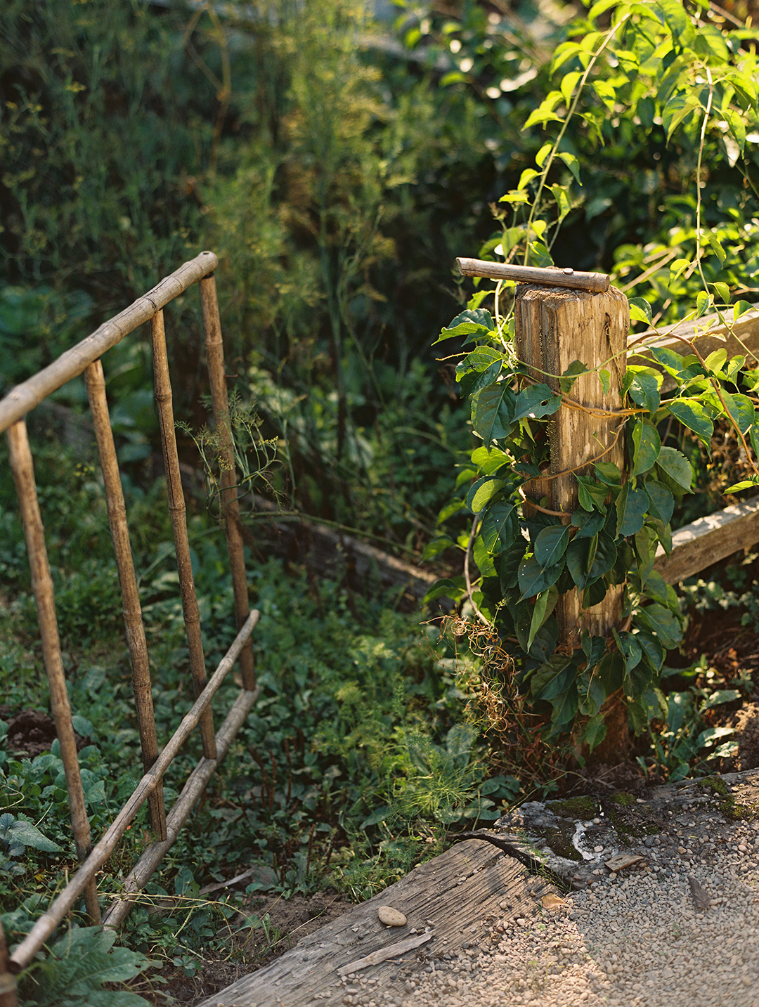 Bamboo fence