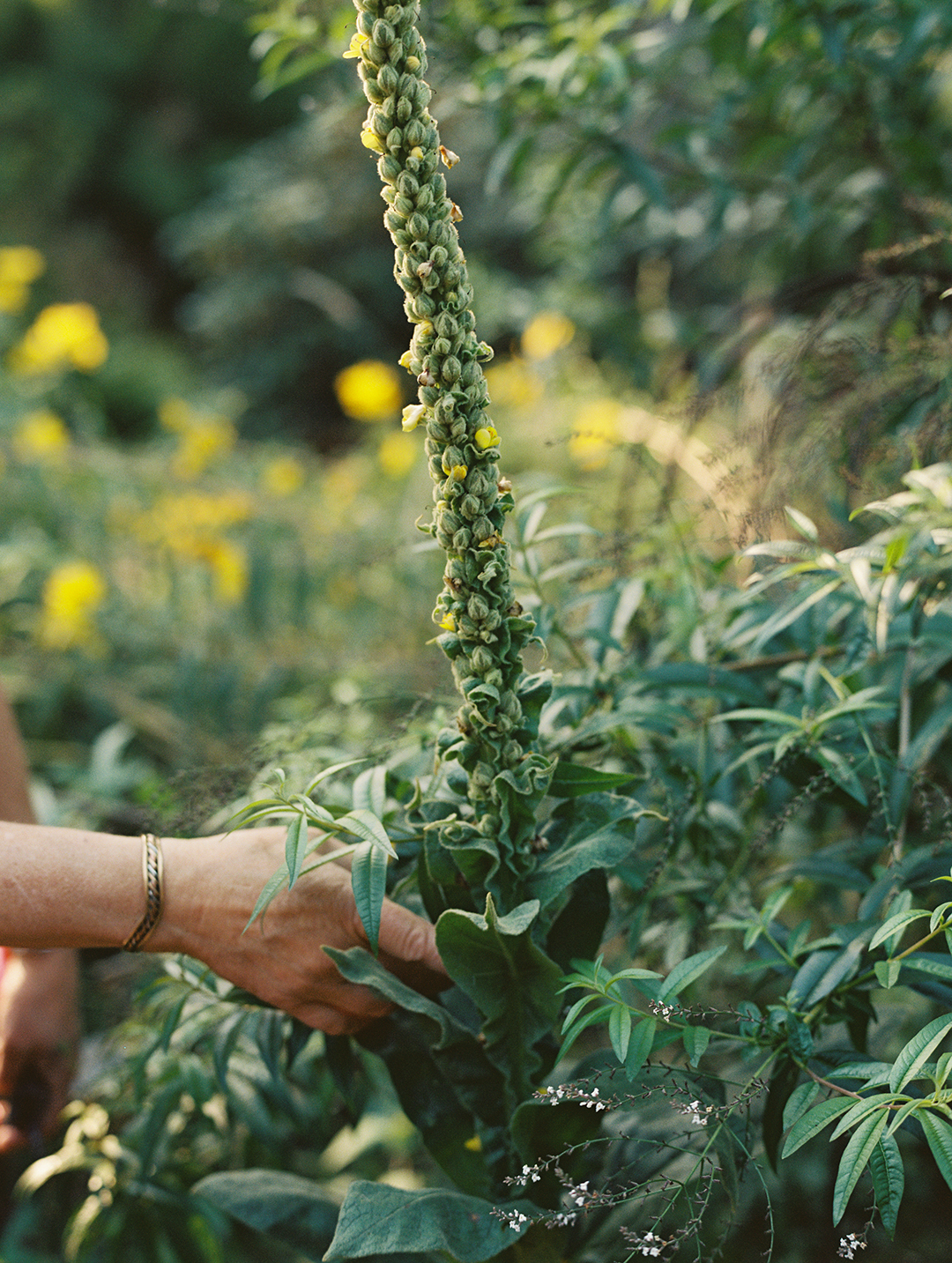 Woman to pick vegetables