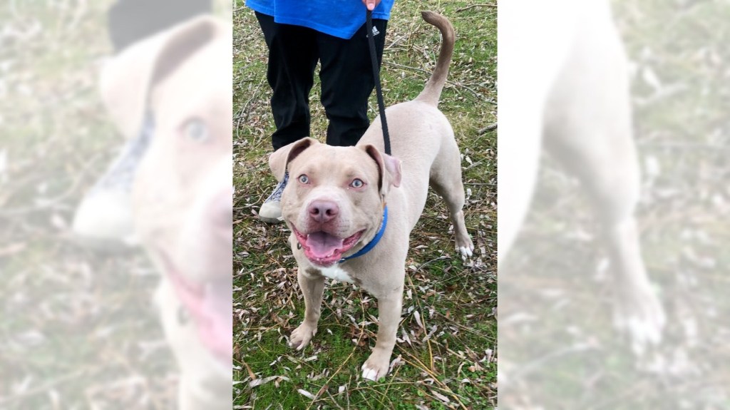 Pets of the week sponsored by Dr. PAWS Scranton Times-Tribune