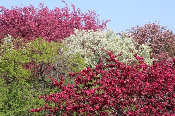 Crabapple test in the Minnesota Landscape Arborrretum in Chaska.