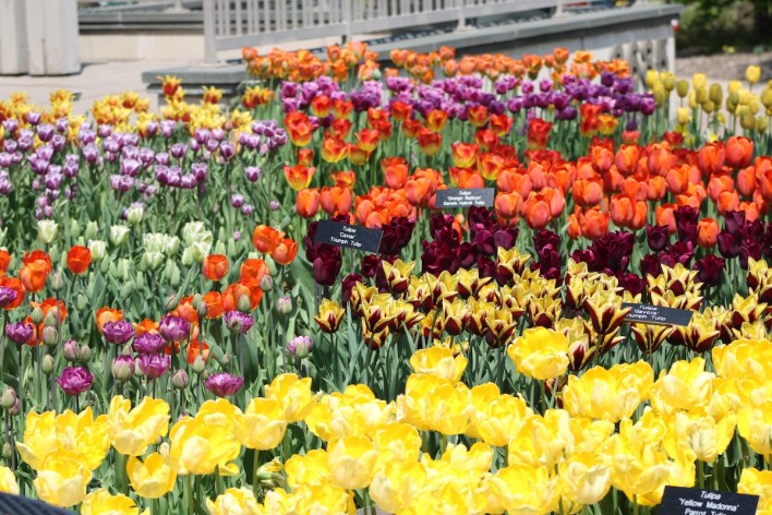 A colored mix of tulips in the flower in the Minnesota Landscape Arborrretum in Chaska.