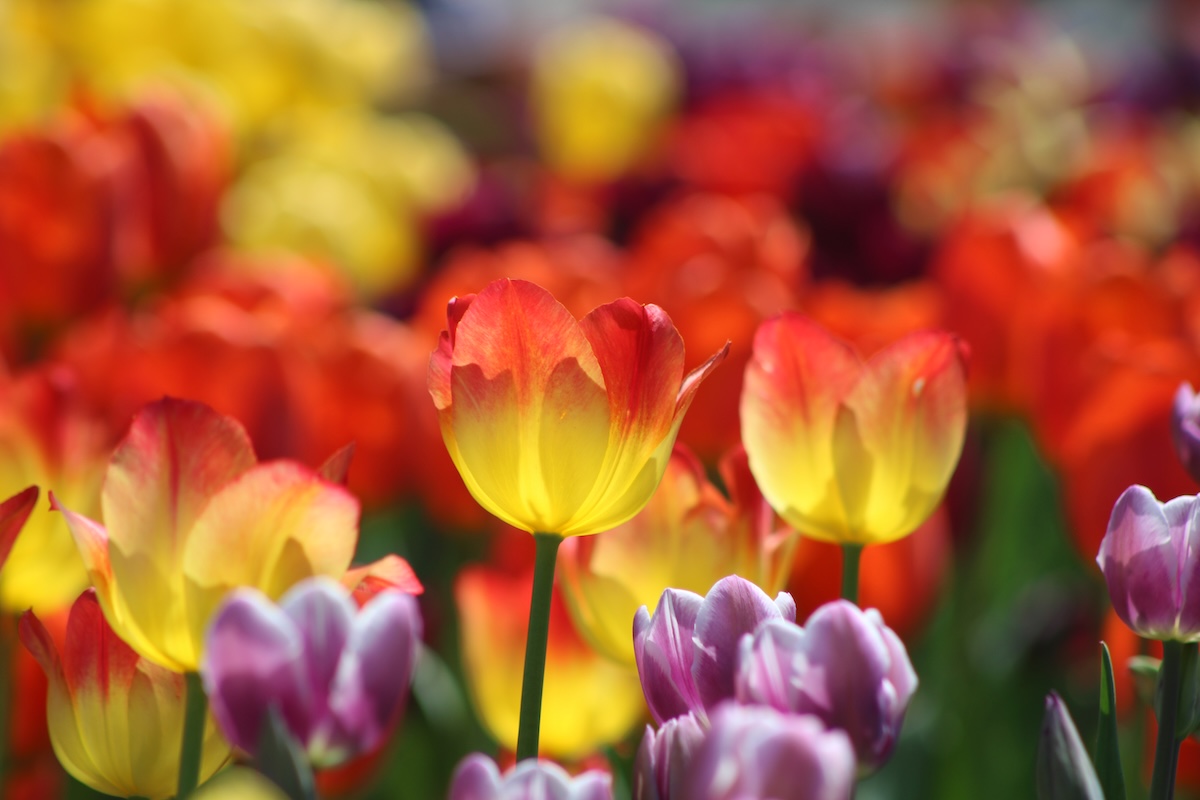 Catch beautiful spring flowers in the arboretum while the last time