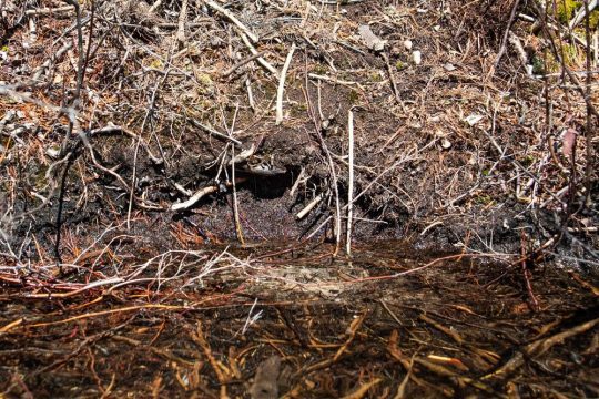 Location of a failed nest
