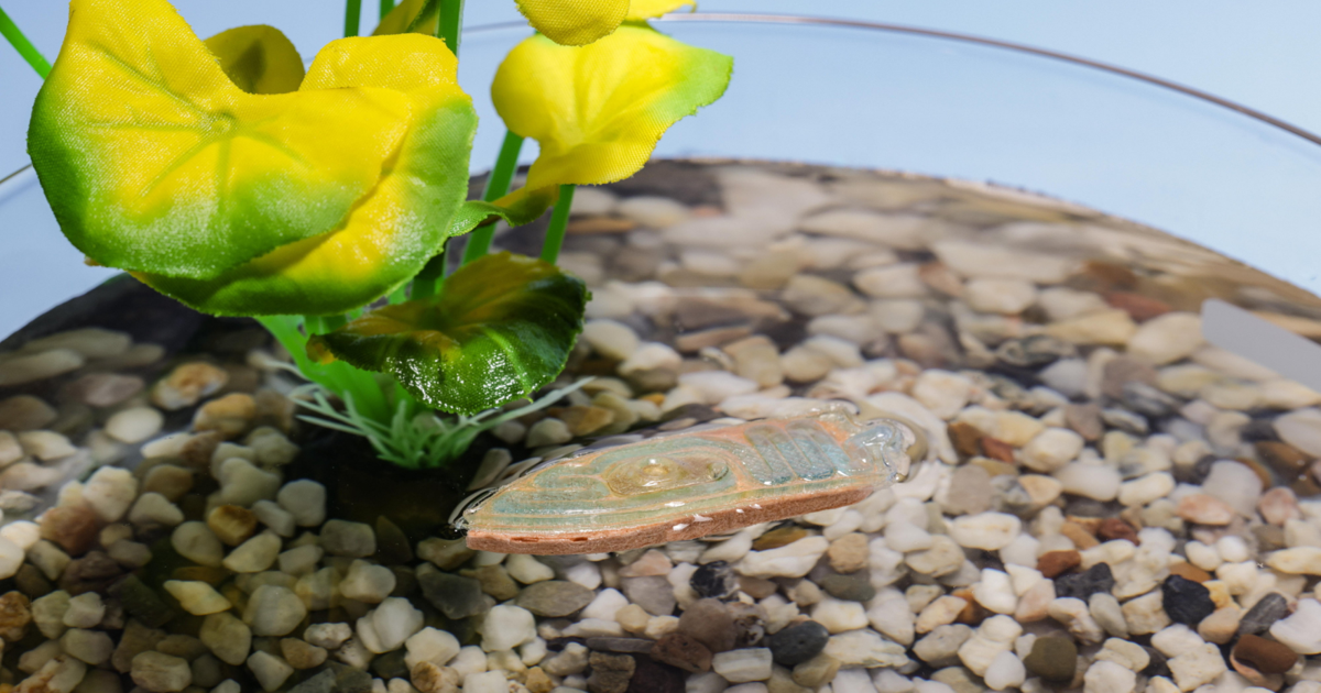 Scientists create edible robots that monitors water and feed fish |
