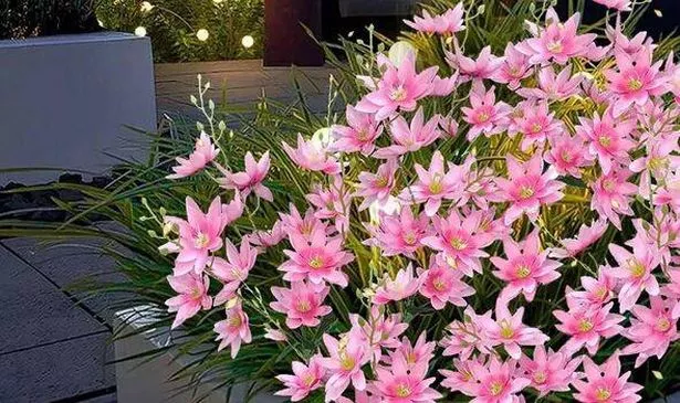 Amazon's flower garden lights