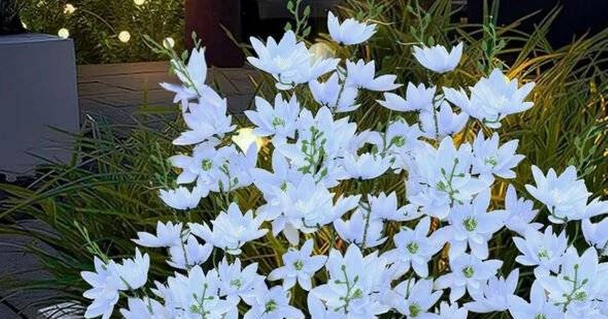 Amazon's 'breathtaking' £ 20 garden lights that look like "realistic flowers"