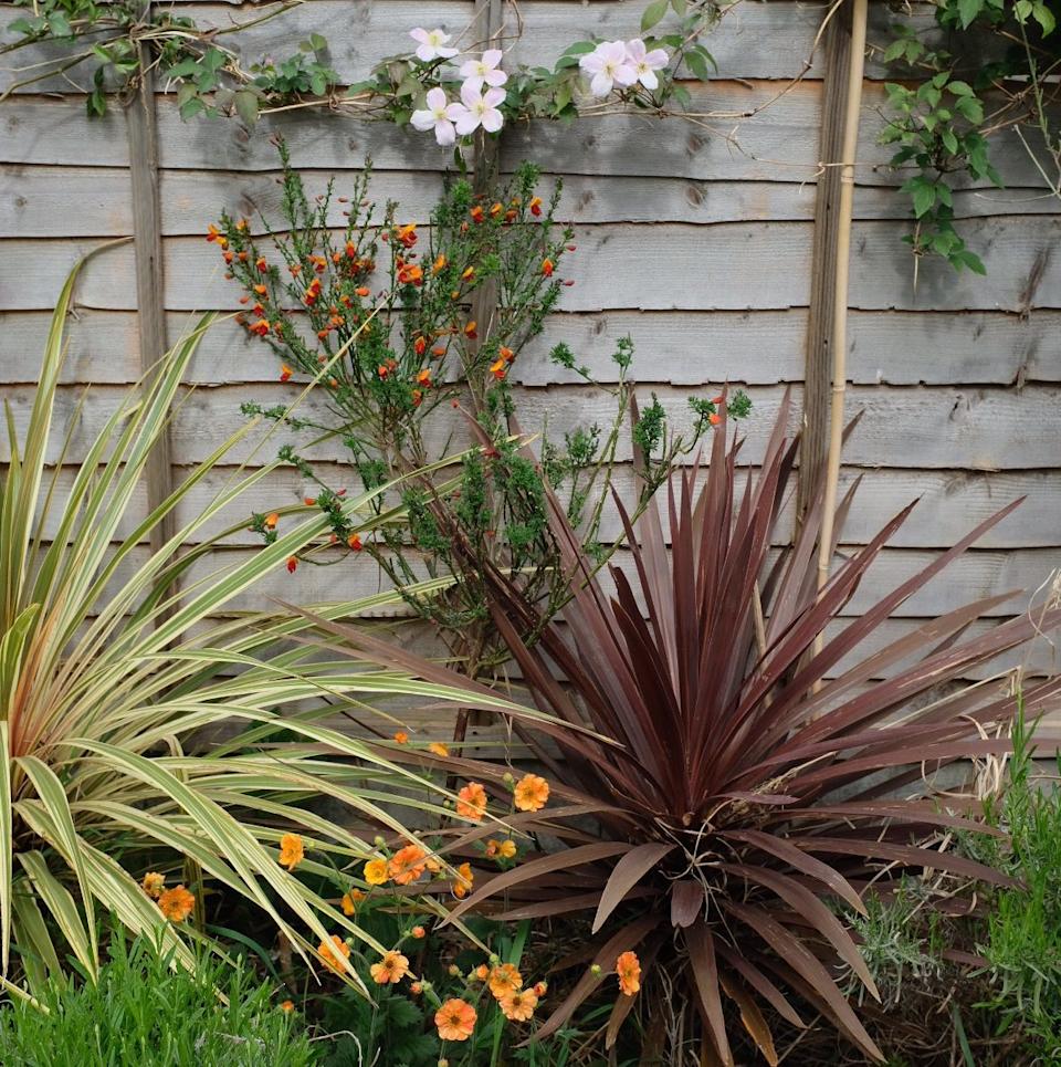 Plants from a local garden center