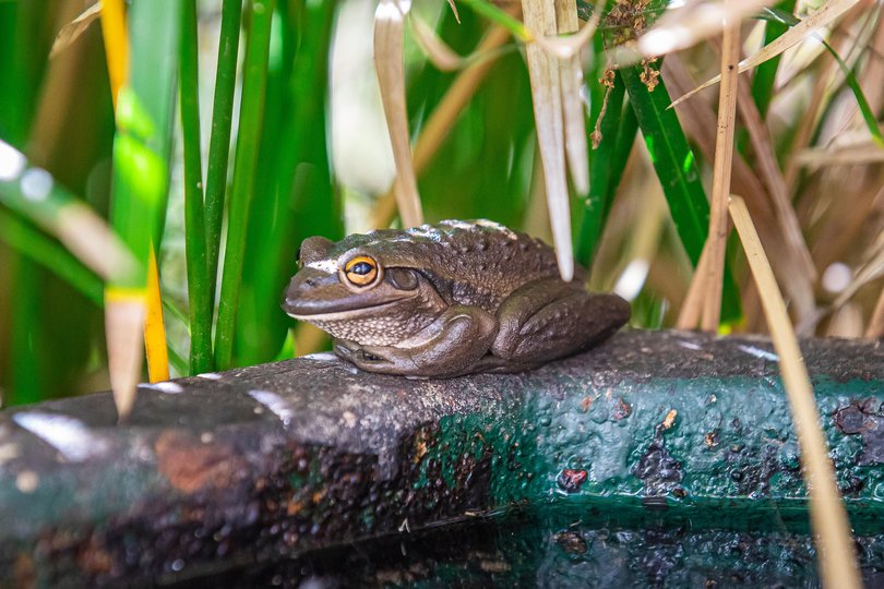Henry's pond lives with frogs.