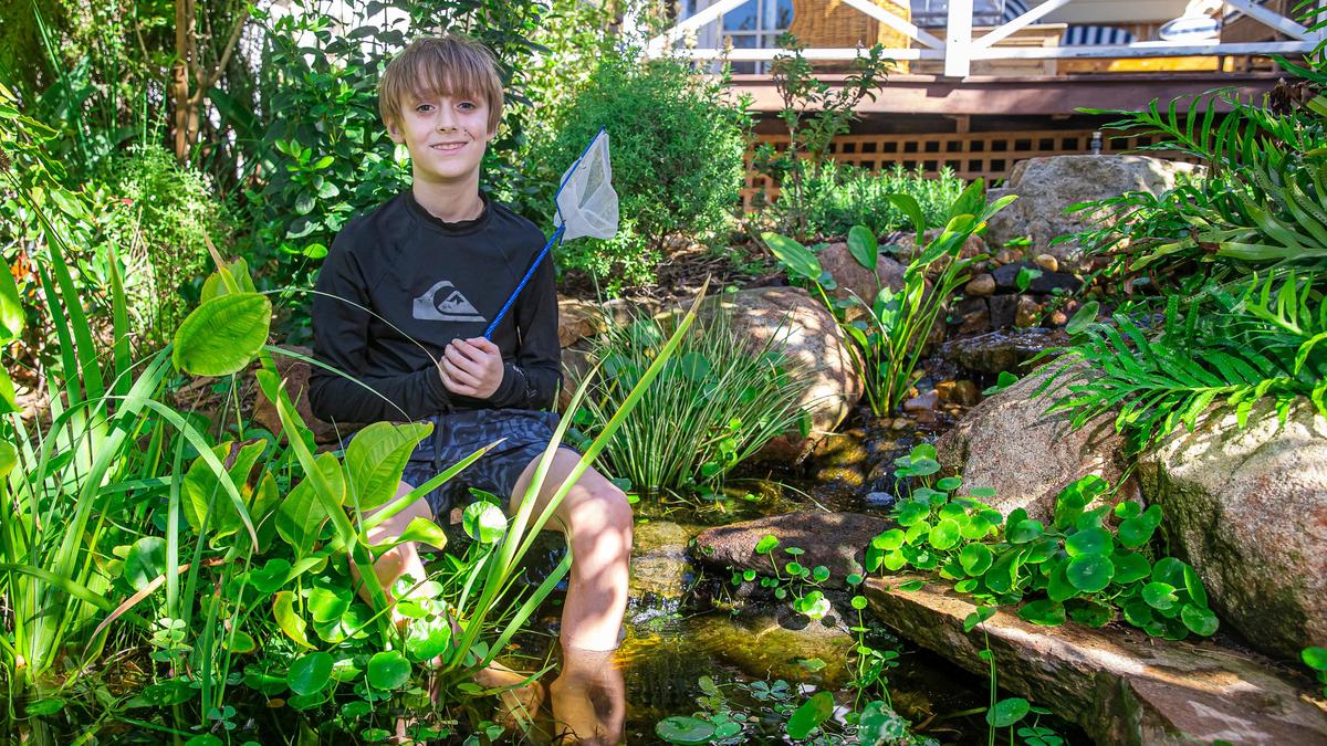 Gardens from WA: How the 10-year-old boy calmly escaped in his back yard