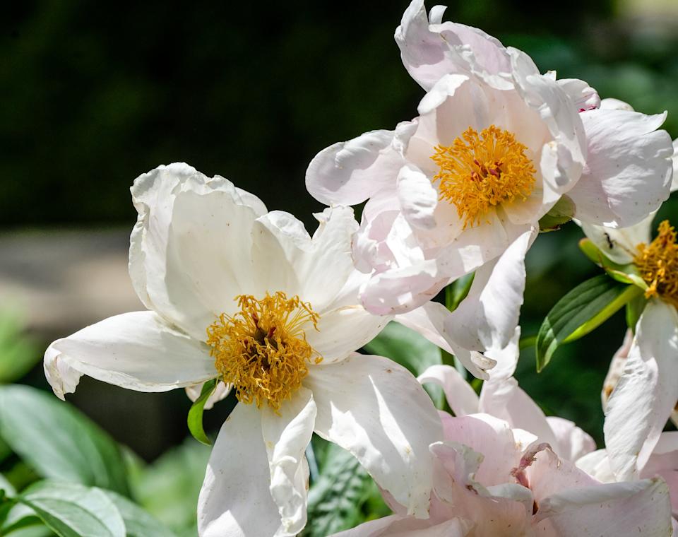Peonies in Julie Johnson's garden in the Crescent Hill. May 22, 2025
