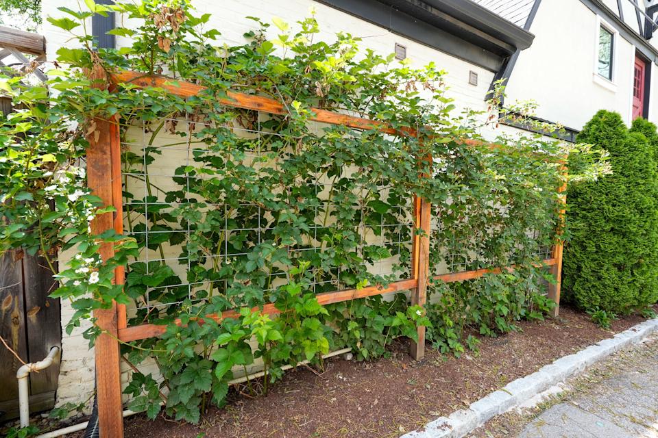 Blackberry Vines in the gardens of Julie Johnson in Crescent Hill. May 22, 2025