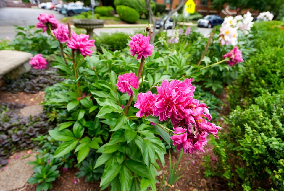 Peonies in Julie Johnson's garden in the Crescent Hill. May 22, 2025