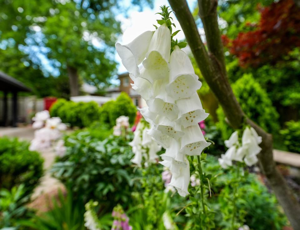 Foxglove in Julie Johnson's garden in the Crescent Hill. May 22, 2025