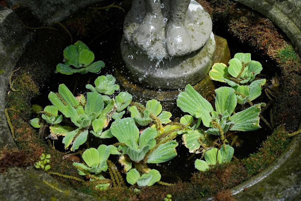 Water salad in Julie Johnson's garden in the Crescent Hill. May 22, 2025