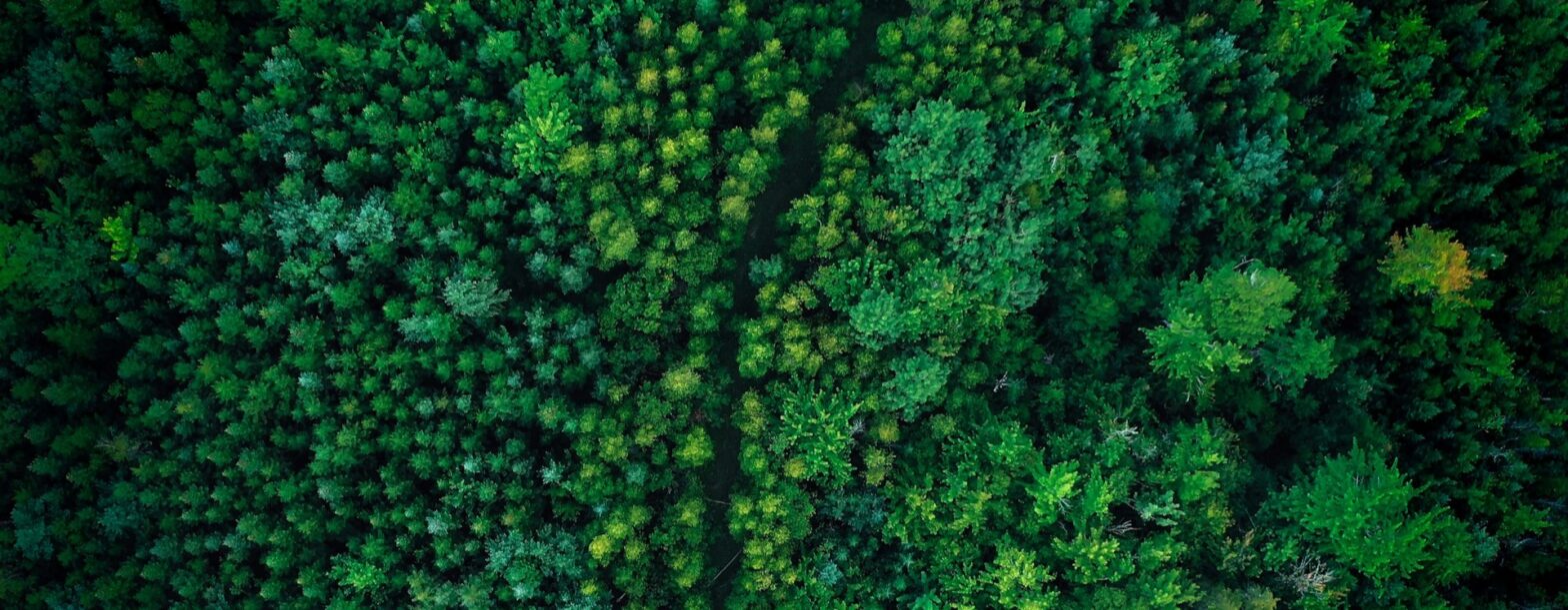 4 steps to upscale forest solutions