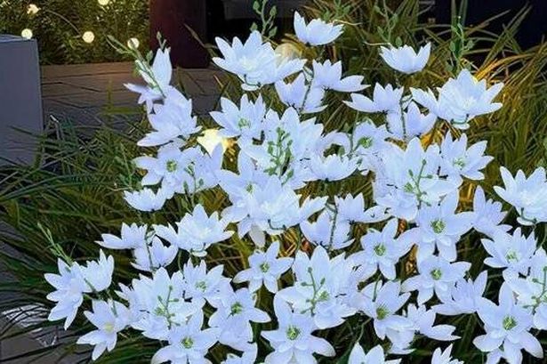 Amazon's flower garden lights
