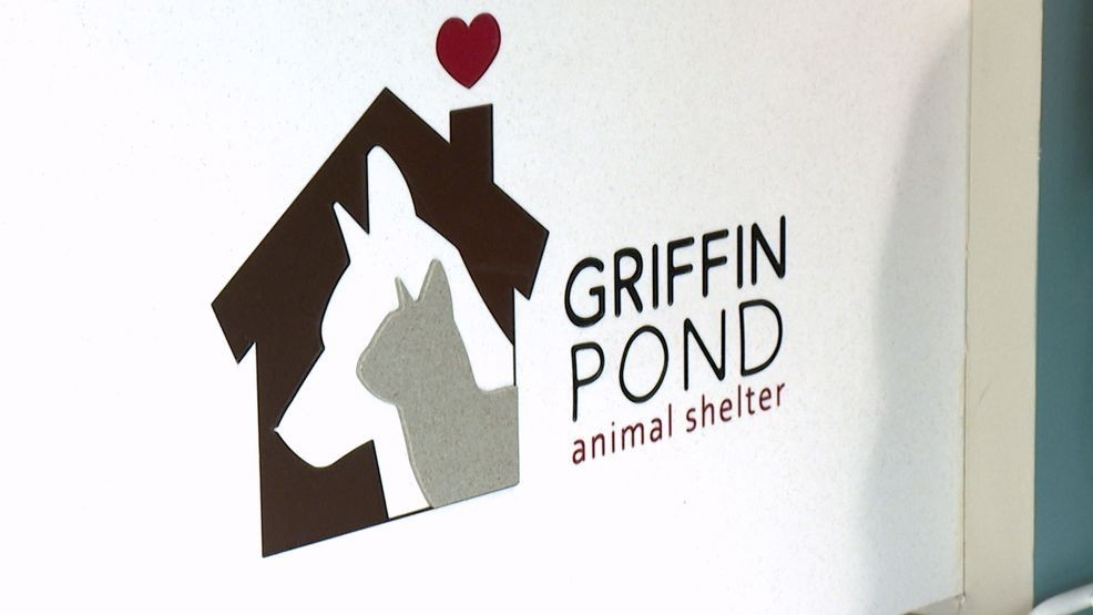 Griffin Pond Animal Shelter opens a new recreation room, comfort for animals after the operation