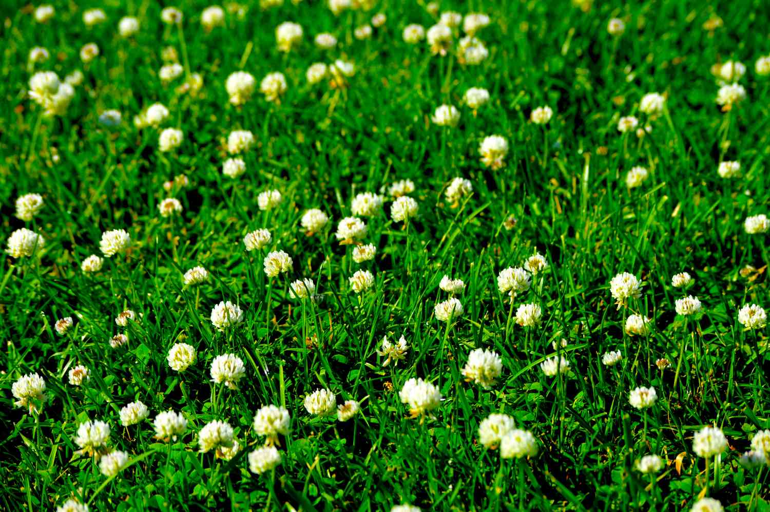 How to get rid of clover in lawn