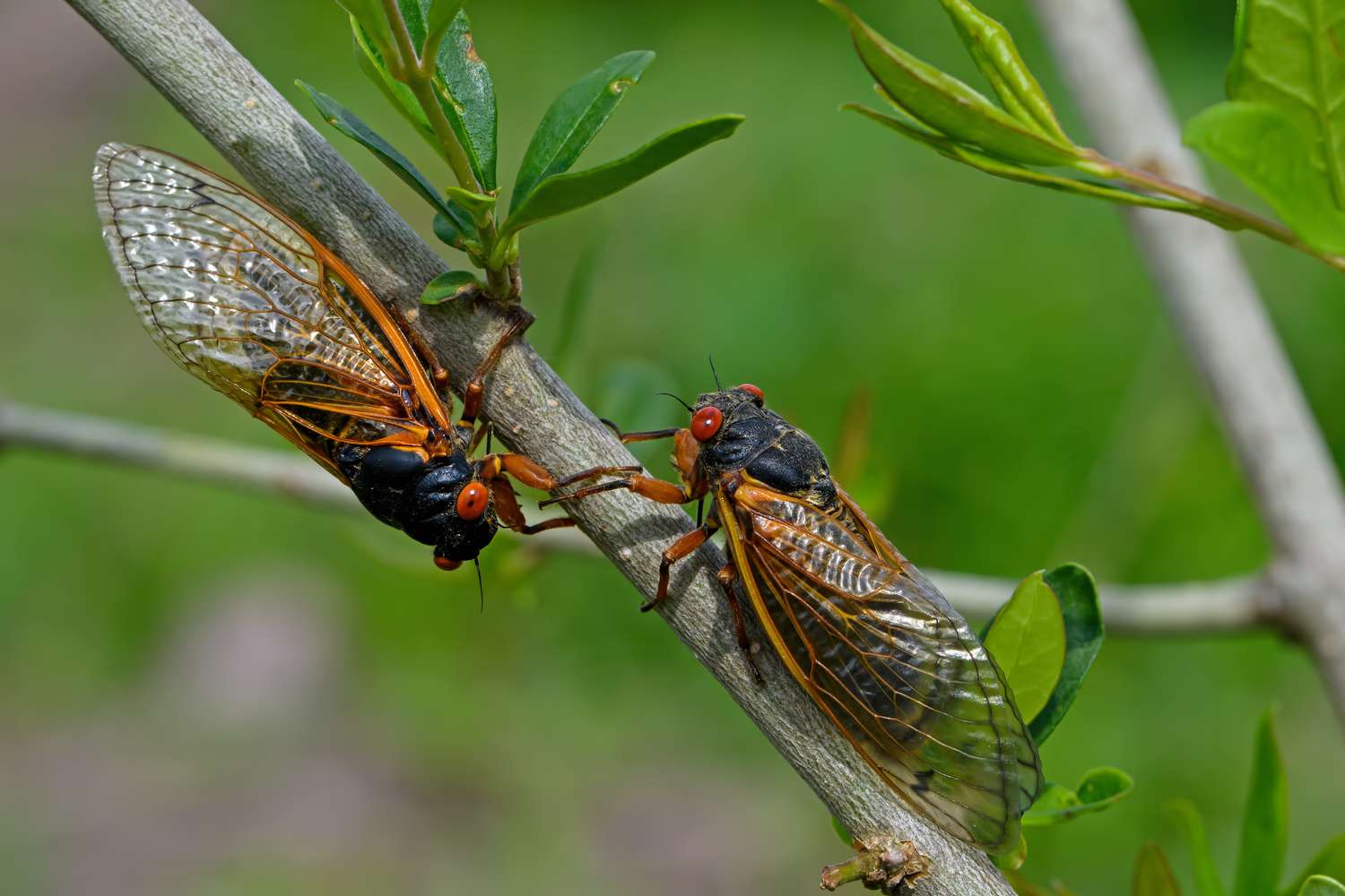 How to prepare your garden for a cicada development