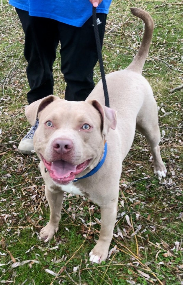 Wood, a 42 pound man, is 2 years old. He enjoys ...