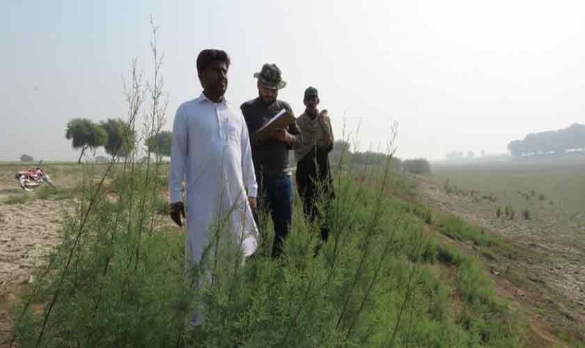 Resuscitation of biological diversity